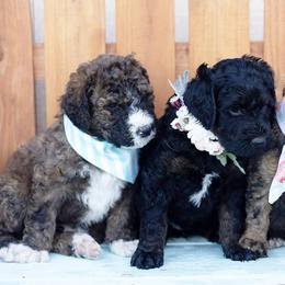 Bernedoodle Puppies from The Canine Society