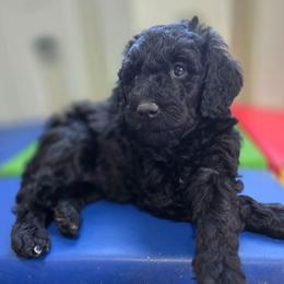Peacon - Black female Bernedoodle puppy in Mc Gaheysville, Virginia from Doting Doodles