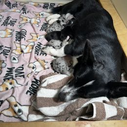 Cardigan Welsh Corgi Puppies from LoneStar Cardigan Welsh Corgis