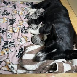 Cardigan Welsh Corgi Puppies from LoneStar Cardigan Welsh Corgis