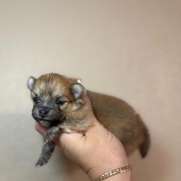 Remi - Orange female Pomeranian puppy in Phoenix, Arizona from Luxpomz