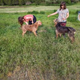 Otterhound All Grown Up from Vonda Rouleau