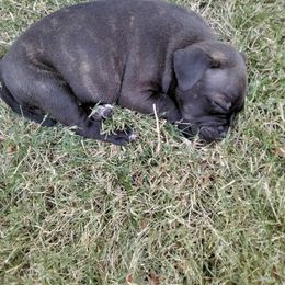 Staffordshire Bull Terrier Puppies from Bold Play Staffords