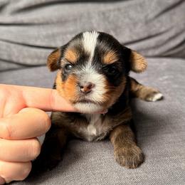 Daisy - Black and tan female Yorkshire Terrier puppy in Georgia from Nalley Kennels
