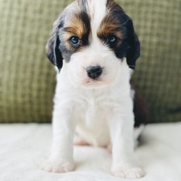 English Springer Spaniel Puppies from The Spaniel Garden