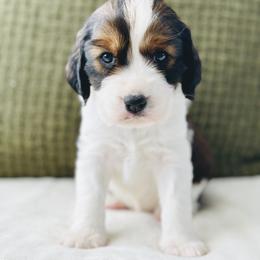 English Springer Spaniel Puppies from The Spaniel Garden
