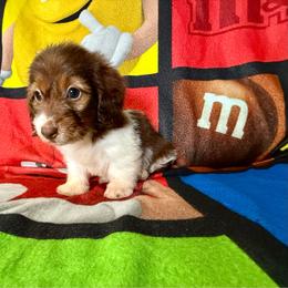Willow - Piebald female Dachshund puppy in Magnolia, Texas from Hillyard Ranch