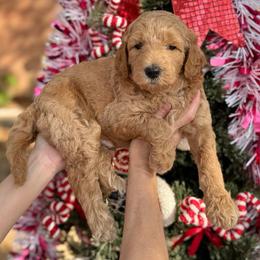 Eggnog (Yellow Collar) - Apricot male Goldendoodle puppy in Bay City, Texas from Charming Doods