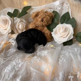 Flash - Silver male Poodle puppy in Poplarville, Mississippi from Southern Belle Poodles