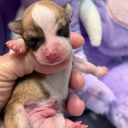 Champ - Chocolate and white male Chihuahua puppy in Amity, Pennsylvania from Rhoda and Verna