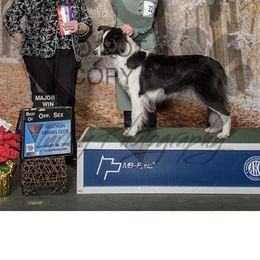Luna - Border Collie