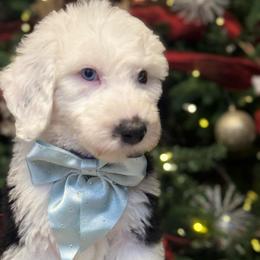 Dark purple collar - Black and white female Sheepadoodle puppy in Mesa, Arizona from Desert Sheepies and Doodles