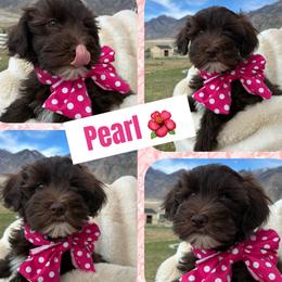 Whoodle puppies from Miniature Whoodles & Wheaten terriers Utah