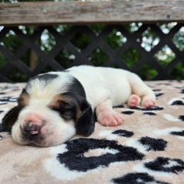Yuri - Black white and brown female Basset Hound puppy in Denison, Texas from Emma Lou's Baby Bassets