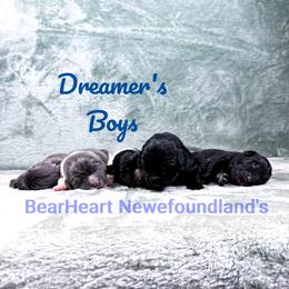 Torn - Black male Newfoundland puppy in Cortez, Colorado from Bear Heart Newfoundlands, LLC