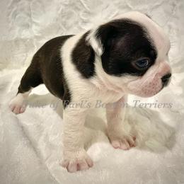 Boy 1 - Boston Terrier puppy in George West, Texas from Duke of Earl’s Boston Terriers