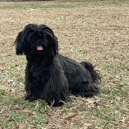 Maya - Black female Shih Tzu puppy in Walkertown, North Carolina from Lil’ Bit’s Shih Tzu