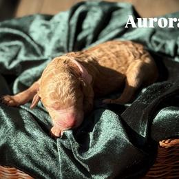 Aurora - Red  female Poodle puppy in Brooksville, Florida from Ariella Standard Poodles & Chinese Cresteds