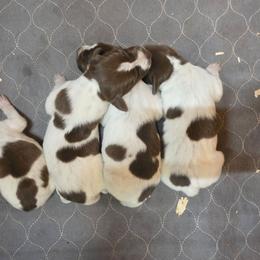Girl 2 - Liver and white female German Shorthaired Pointer puppy in Henderson, Texas from C4 Gun Dogs