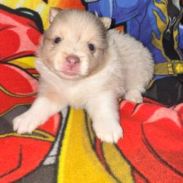 Sugar Momma - Blue merle female Pomeranian puppy in Knoxville, Tennessee from Thea's Puppies
