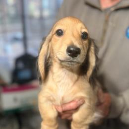 Pat - Cream male Dachshund puppy in Gavilan Hills, California from Bacchanal Kennel/Ranch