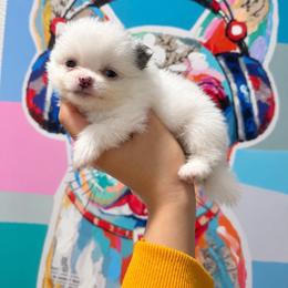 Ace - Blue merle male Pomeranian puppy in Las Vegas, Nevada from Ice City Pomeranians