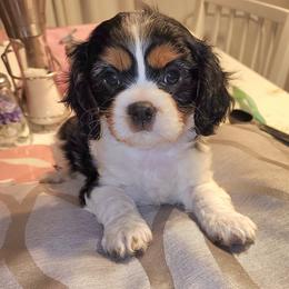 Elliott - Tri-color male Cavalier King Charles Spaniel puppy in Sacramento, California from Nashell Lynem