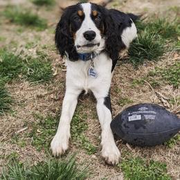 English Springer Spaniel Puppies from Butterfield Trail Springer Spaniels