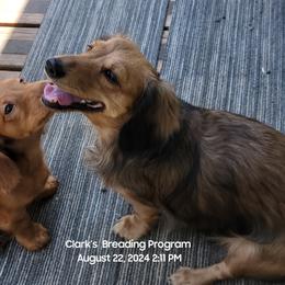 Dachshund Puppies from CLARK'S BREEDING PROGRAM