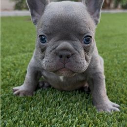 Lilac Boy - Blue male French Bulldog puppy in Gilbert, Arizona from Gilbert Puppies