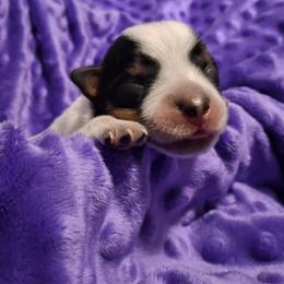 Four - Blue male Australian Cattle Dog puppy in Fife Lake, Michigan from Kurczak Farm LLC