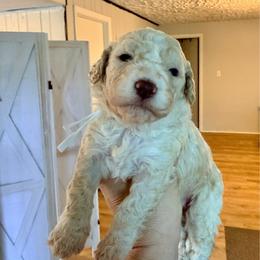 Water Lily (White collar) - Orange female Lagotto Romagnolo puppy in Ashland, Ohio from SS Australian Shepherds