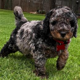 Cruz - Blue merle male Bernedoodle puppy in Millsap, Texas from Gaston’s Posh Poodles and Doodles