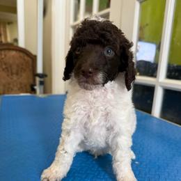 Louigi - Phantom male Poodle puppy in Huntsville, Alabama from Flint River Poodles