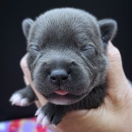 Allspice - Blue female Staffordshire Bull Terrier puppy in Dallas, Texas from Wild Blue Staffords