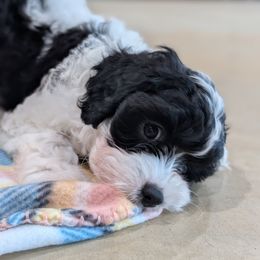 Buttercup - Black and white female Cavapoo puppy in Rockvale, Tennessee from Robin's Nest Farm