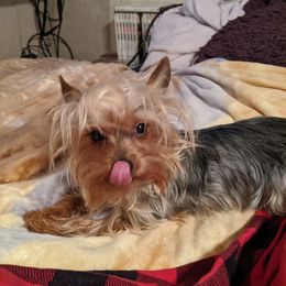 Yorkshire Terrier Puppies from Blue Belle Baby Yorkies