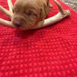 Boy 1 - Yellow male Labrador Retriever puppy in Normantown, West Virginia from Meadows Labradors