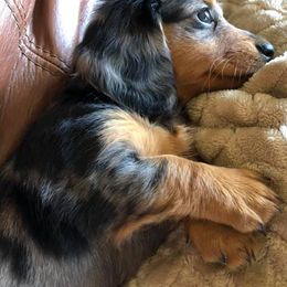 Dachshunds from Jan Shope's Dachshunds