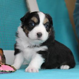 Girl 1 - Black tri female Miniature American Shepherd puppy in Elgin, Oregon from LongMile Aussies