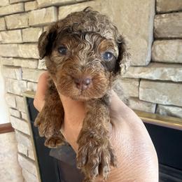Blossom - Merle female Cockapoo puppy in Connersville, Indiana from MoonShine Babies