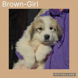 Frost- brown collar - White and badger female Great Pyrenees puppy in Mikado, Michigan from Brittain Family Farm