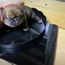 Kenzie - Gold female Shih Tzu puppy in Pleasant Shade, Tennessee from Kuntry Tyme Shih Tzus