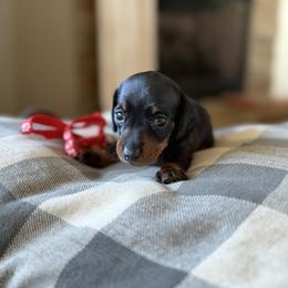 Red Collared Girl - Black and tan female Dachshund puppy in Wray, Georgia from Cotton Hill Dachshunds