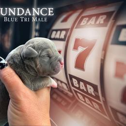 Sundance - Blue tri-color male American Bully puppy in Orlinda, Tennessee from SimplyBullies