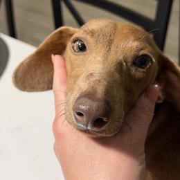 Heidi - Fawn (Isabella) female Dachshund puppy in El Paso, Texas from InnerVision K9 & Dachs