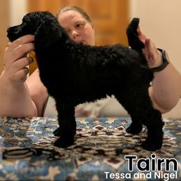 Tairn - Black male Poodle puppy in Vail, Arizona from Semper Poodelis