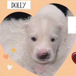 Dolly Parton - White female Pomsky puppy in Venus, Pennsylvania from Hemlock Pines Pomsky