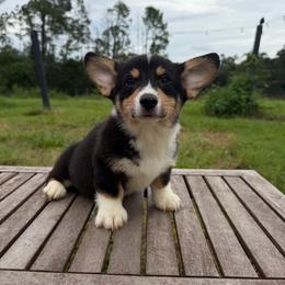 Truffle (Financing Available) - Black and white male American Corgi puppy in Inverness, Florida from Canaan Farm Corgis