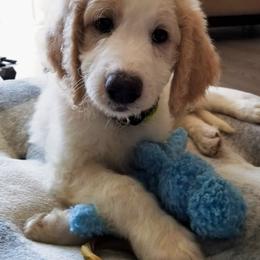 Goldendoodle Puppies from Stormie's Doodles